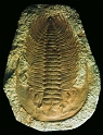Fosilni nalaz trilobita